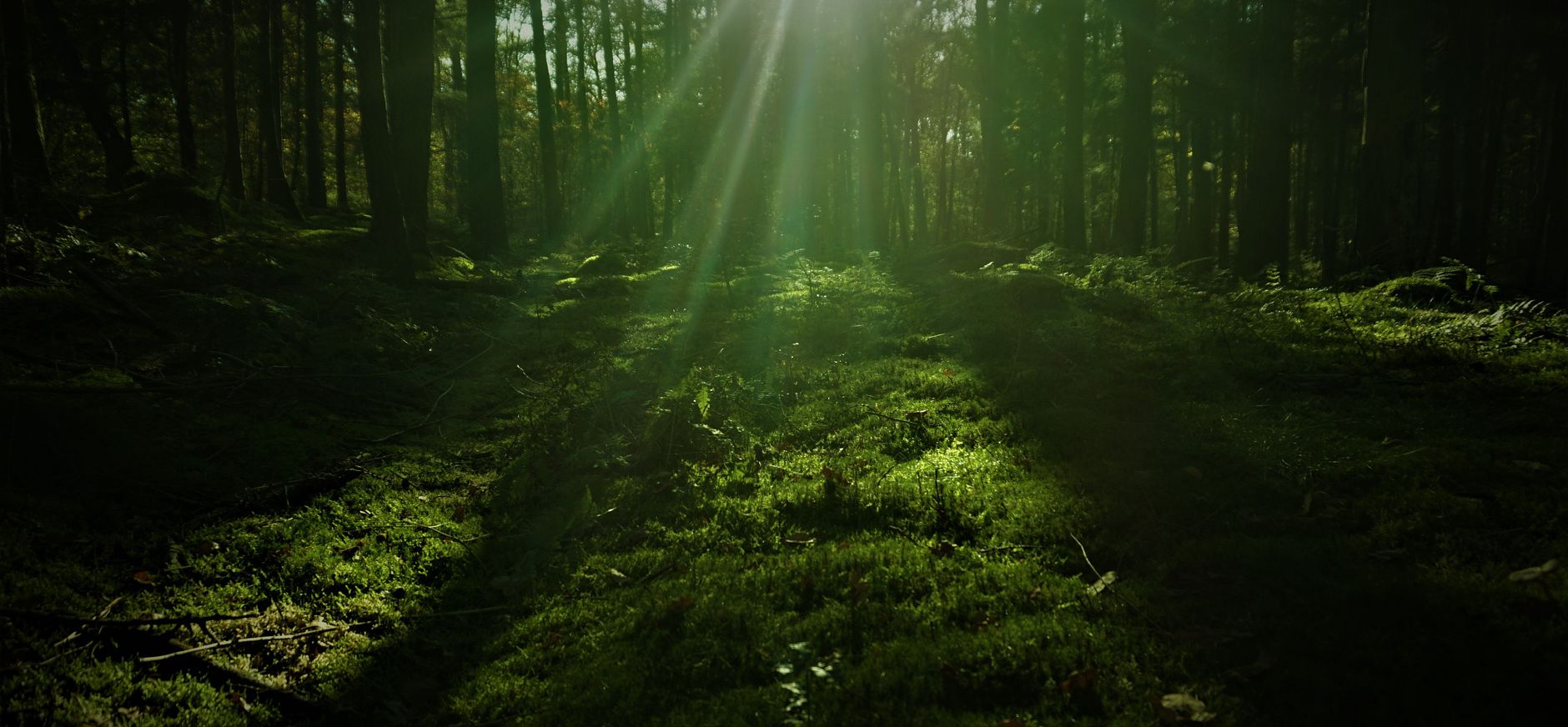 laagstaande zon noordlaarderbos