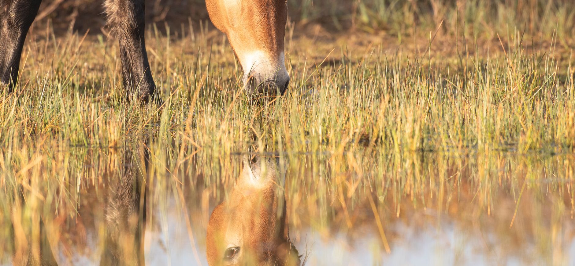 Exmoorpony