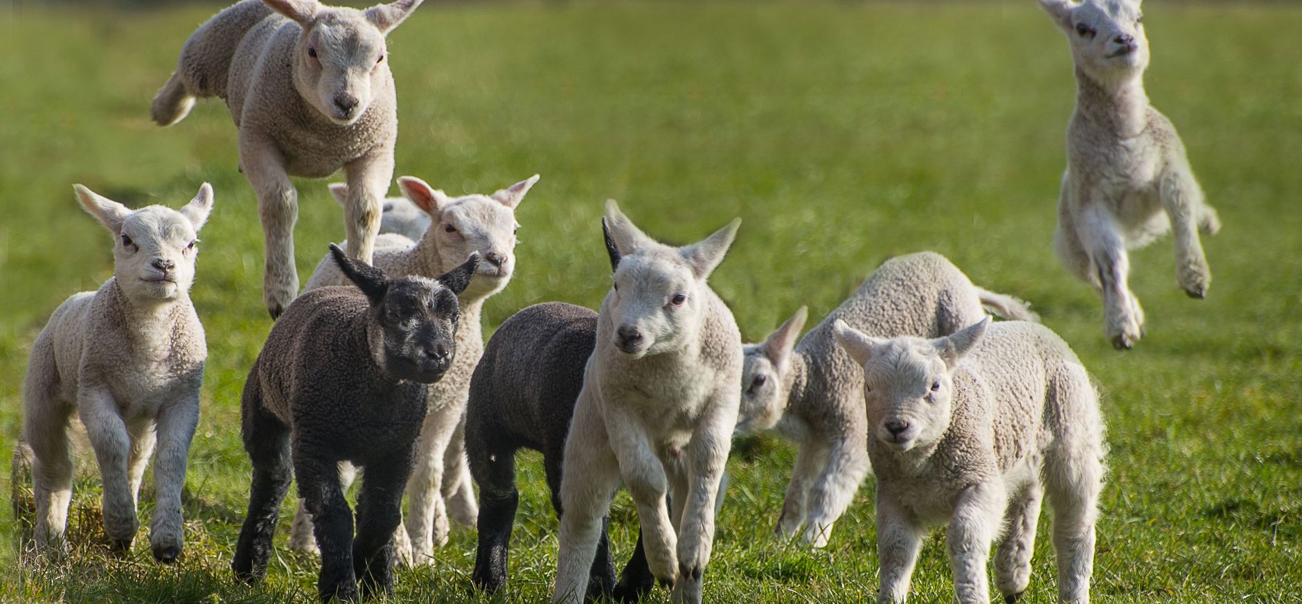 Lammetjesdagen op Texel