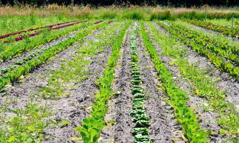 Biologische boerenbedrijf