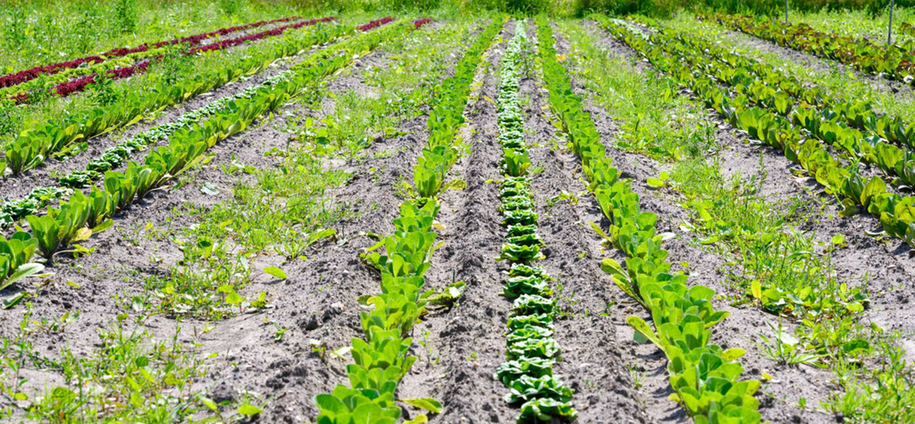 Duurzaam geproduceerd voedsel in de Vechtplassen
