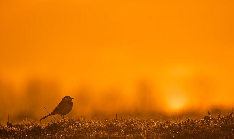 vroege vogelweekend 