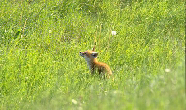 Beleefdag Festina Lente Beleefdag Festina Lente - Vos