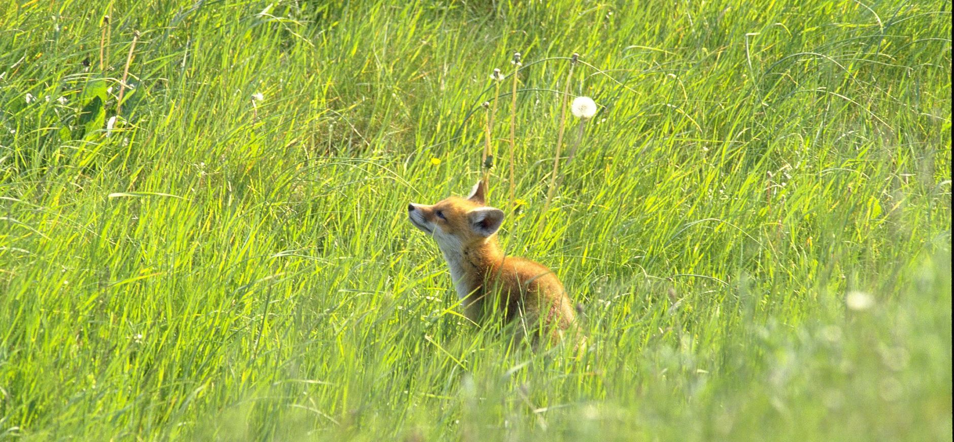 Beleefdag Festina Lente Beleefdag Festina Lente - Vos