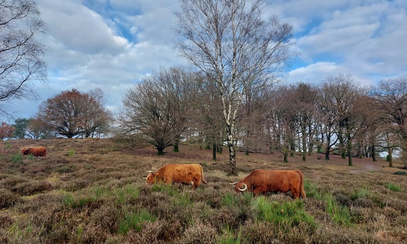 Schotse Hooglanders Veluwezoom