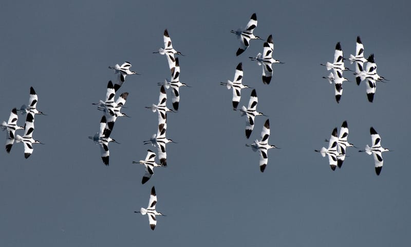 Vliegende kluten Marker Wadden 