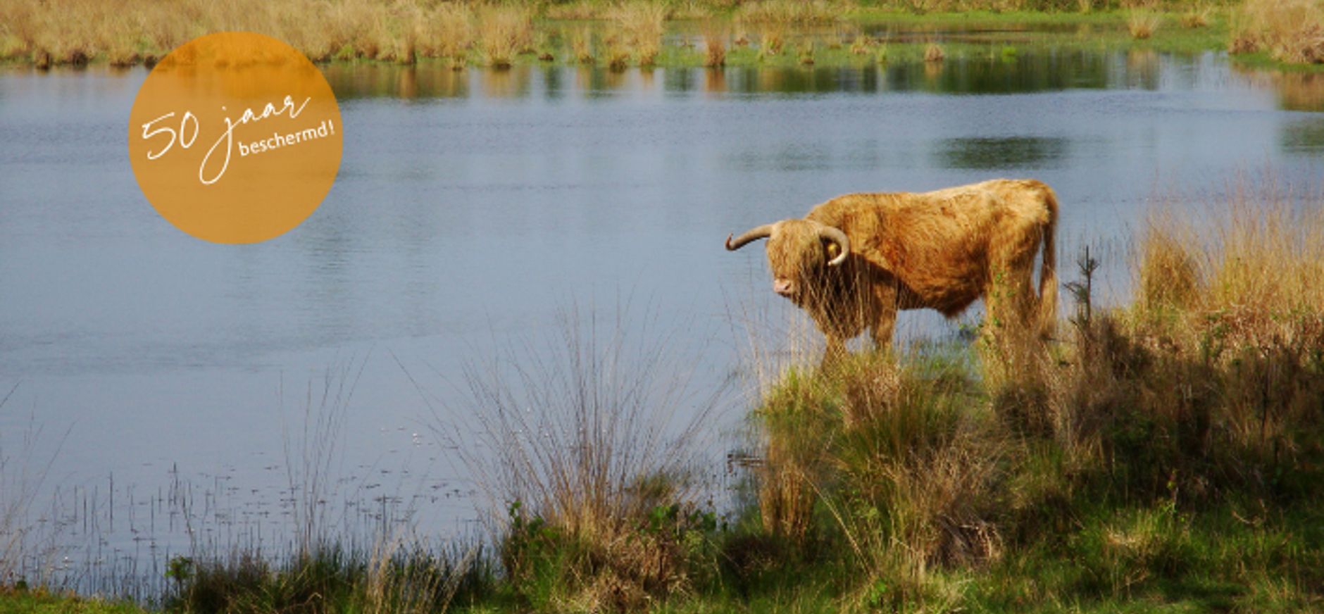 schotse hooglander bij Leikeven