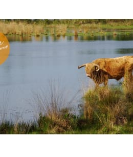 schotse hooglander bij Leikeven
