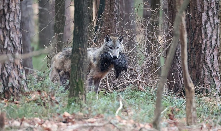 Wolf met prooi