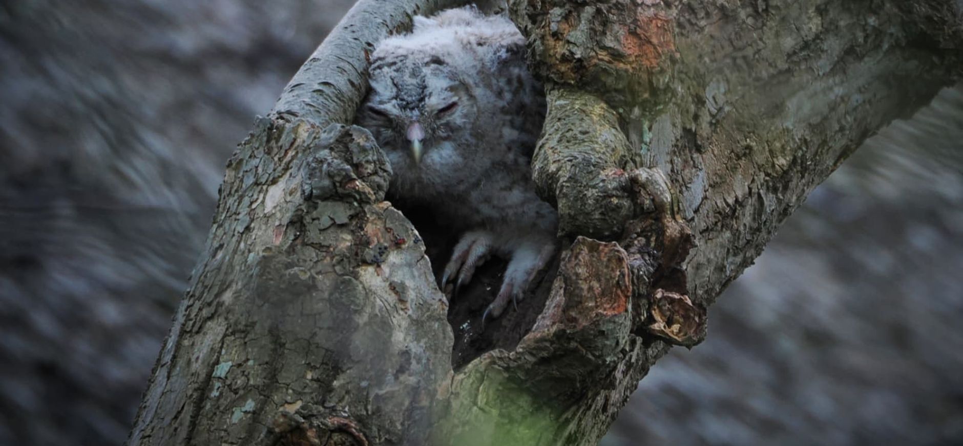 Bosuilkuiken Ackerdijkse Plassen