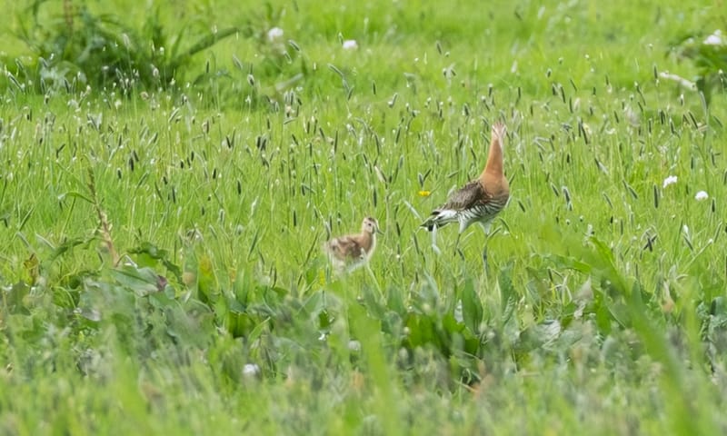 De eerste gruttokuikens in Polder Schieveen