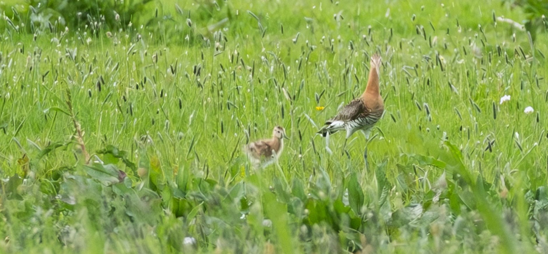 De eerste gruttokuikens in Polder Schieveen