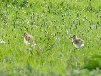 De eerste gruttokuikens in Polder Schieveen
