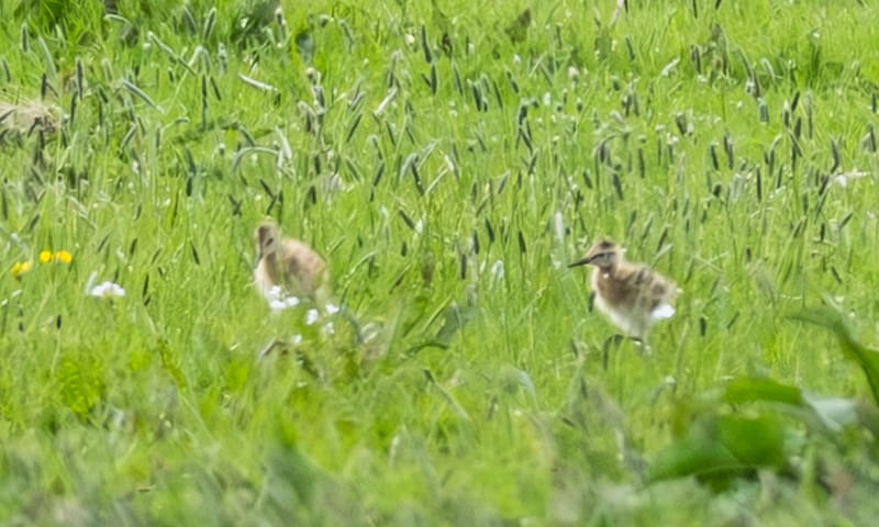 De eerste gruttokuikens in Polder Schieveen