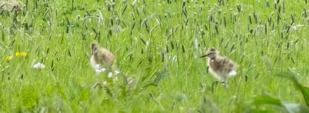 De eerste gruttokuikens in Polder Schieveen