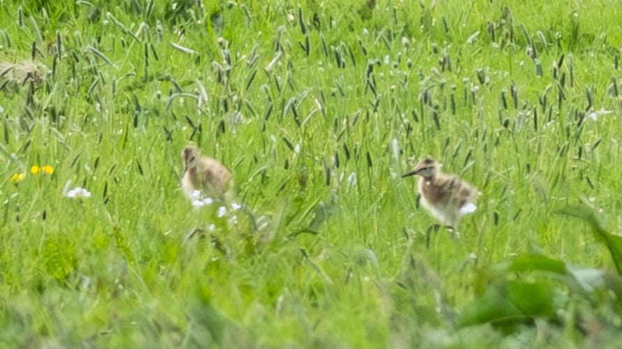 De eerste gruttokuikens in Polder Schieveen