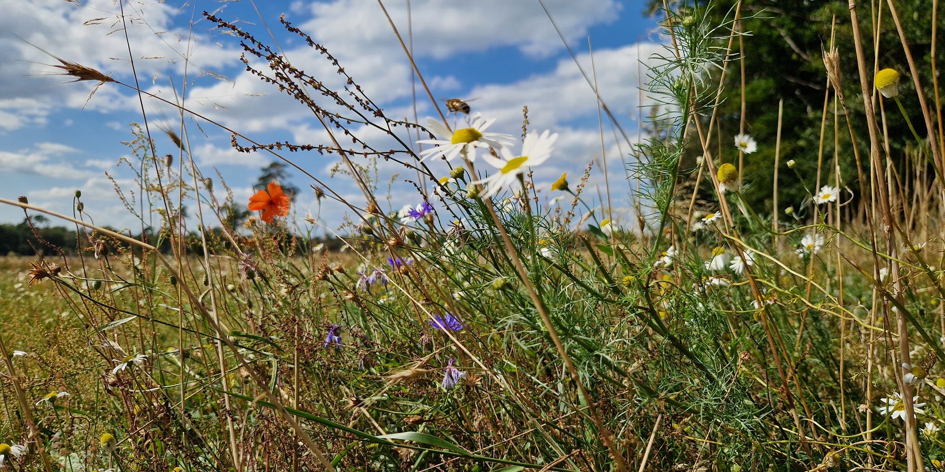 Akker met bloemen en een bij