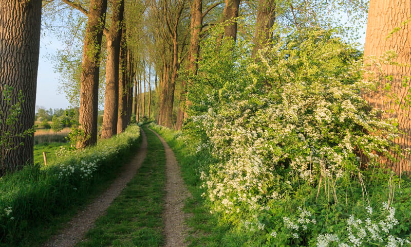 bloemdijk