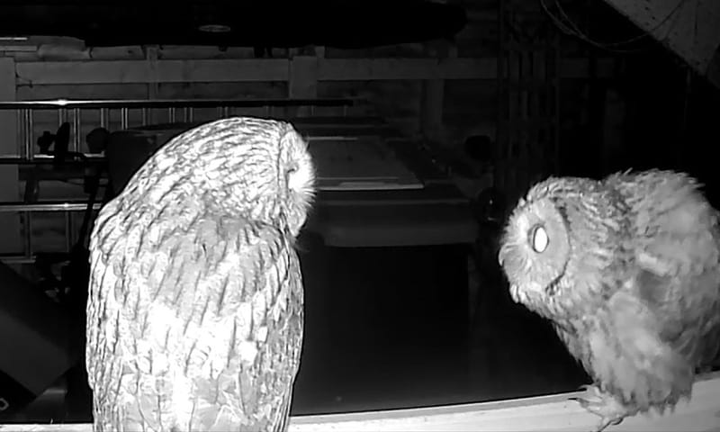 Baltsende bosuilen op de wildcamera