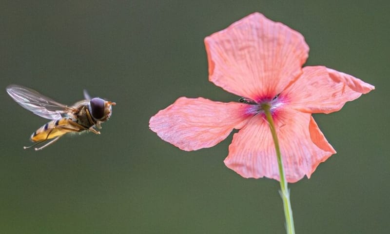 Snorzweefvlieg nadert klaproos.