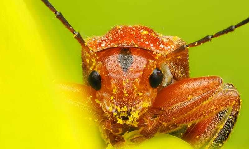 Bleekgele weekschildkever