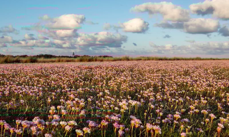 bloeiend Engels gras, op de achtergrond het Baken van de Kobbeduinen en blauwe lucht met schapenwolken