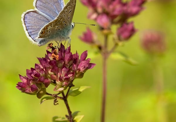 Wilde marjolein 
