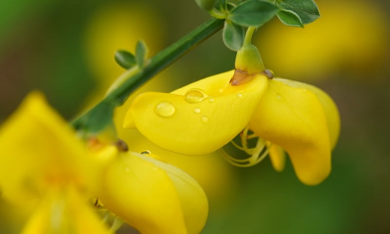 biodiversiteit bermen biodiversiteit bermen