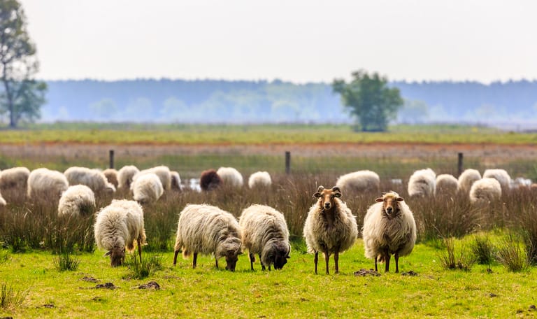 Drenths heideschaap