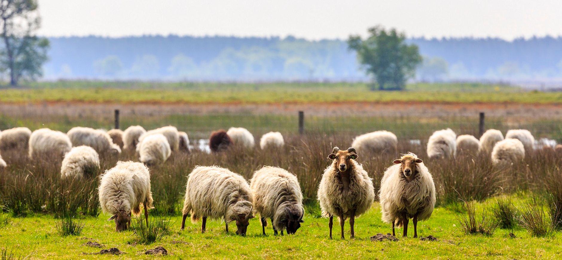 Drenths heideschaap