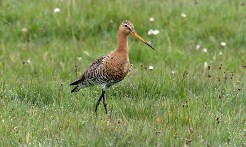 Grutto