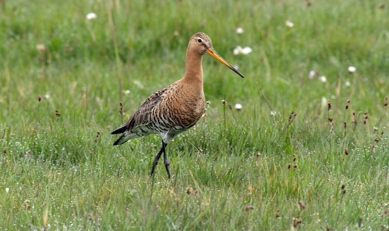 Grutto