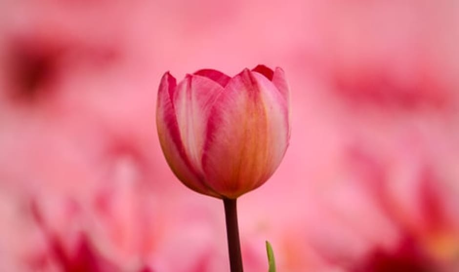 Roze tulpenveld Roze tulpenveld