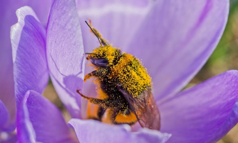 Hommel vol stuifmeel van een krokus Hommel vol stuifmeel van een krokus