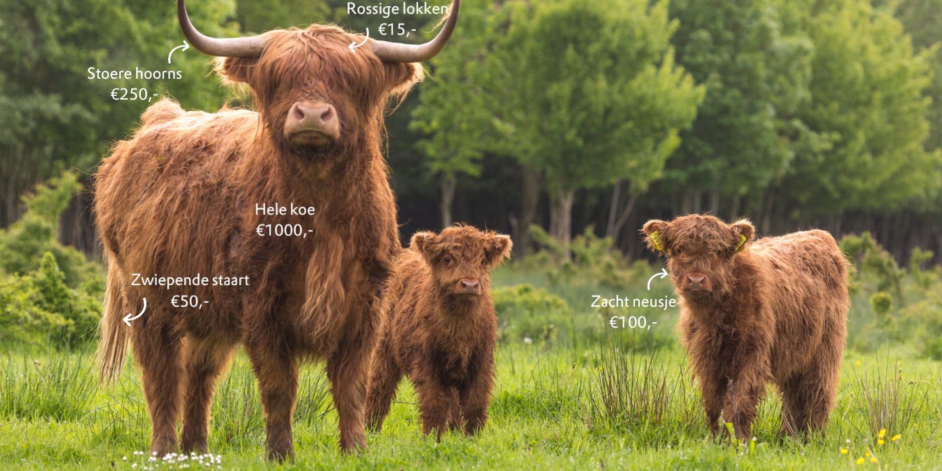 kudde zoekt koeien schotse hooglanders