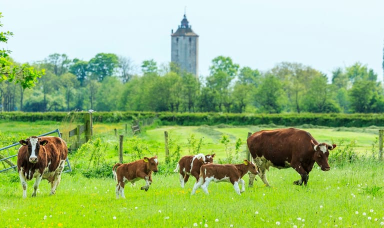 Landschap Haarzuilens Landschap Haarzuilens