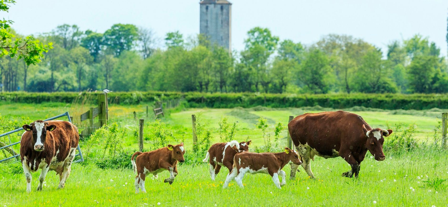 Landschap Haarzuilens Landschap Haarzuilens