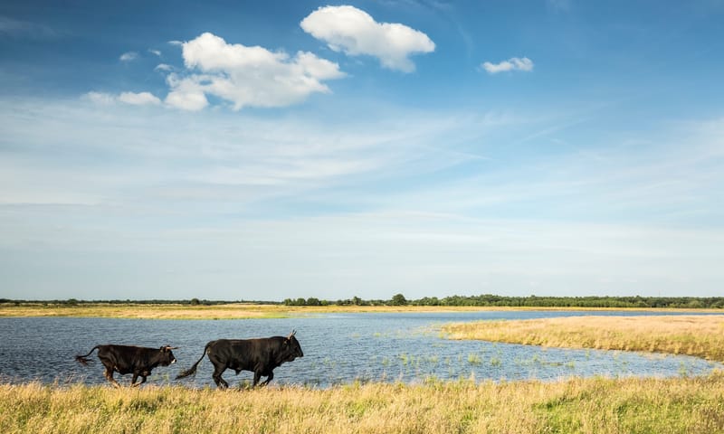 Taurossen in Kempen-Broek