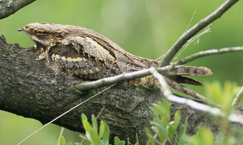 Nachtzwaluw