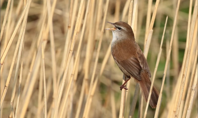 Cetti's zanger