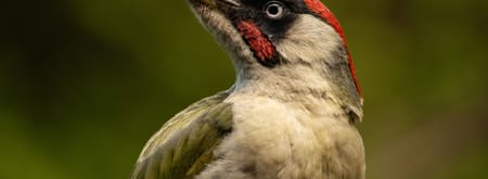 Groene Specht
