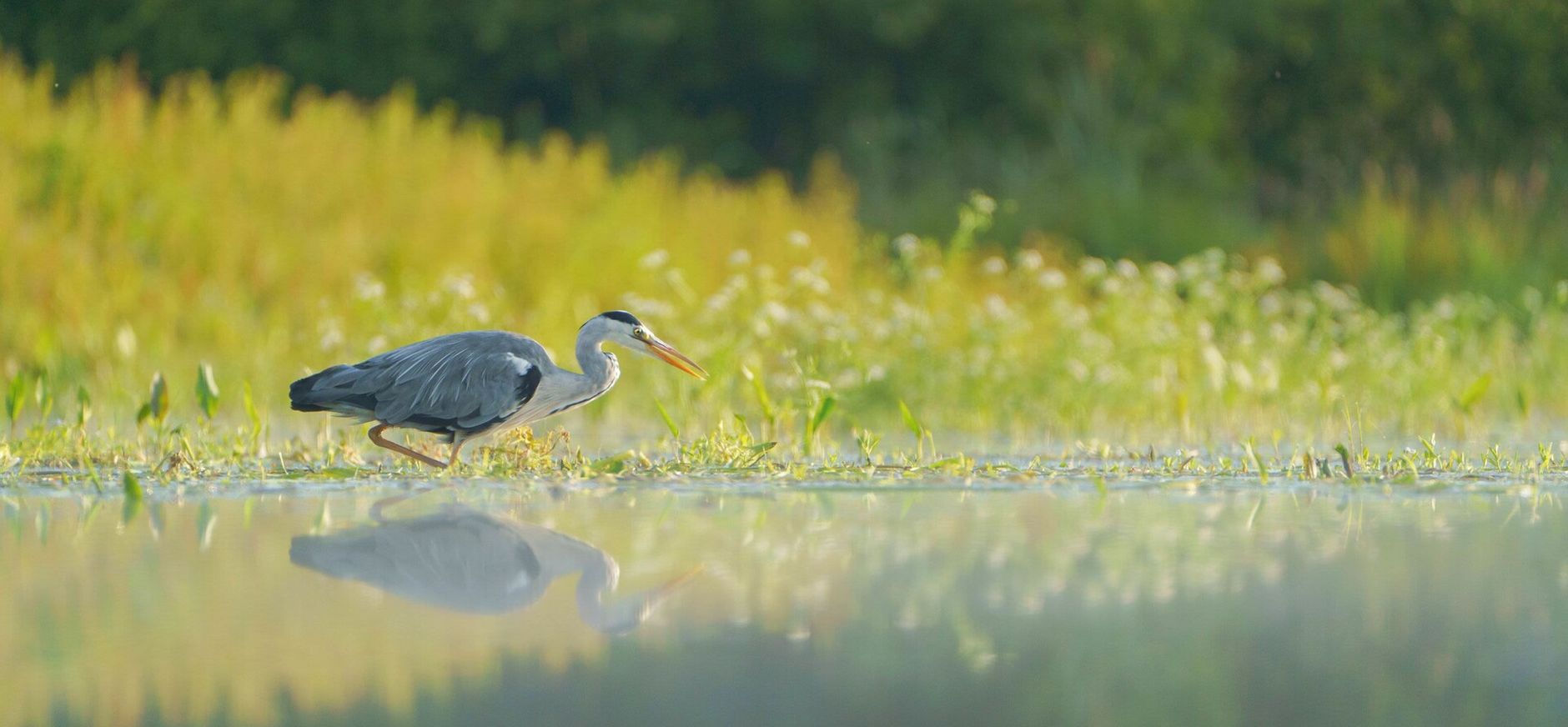Blauwe reiger
