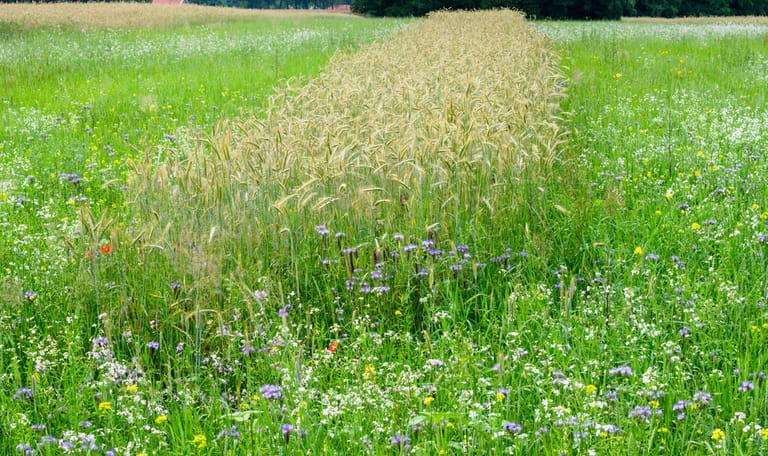 Natuurinclusieve landbouw