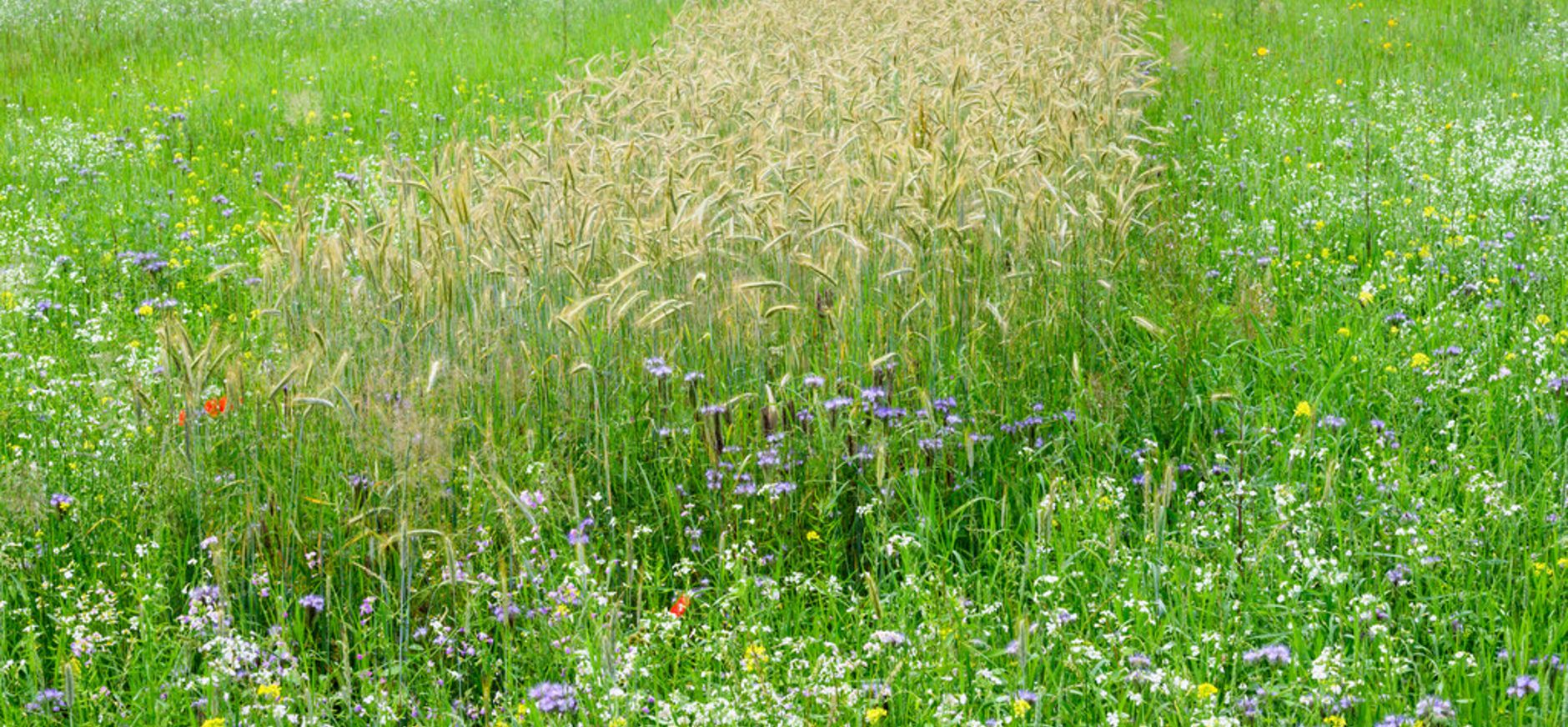 Natuurinclusieve landbouw Natuurinclusieve landbouw
