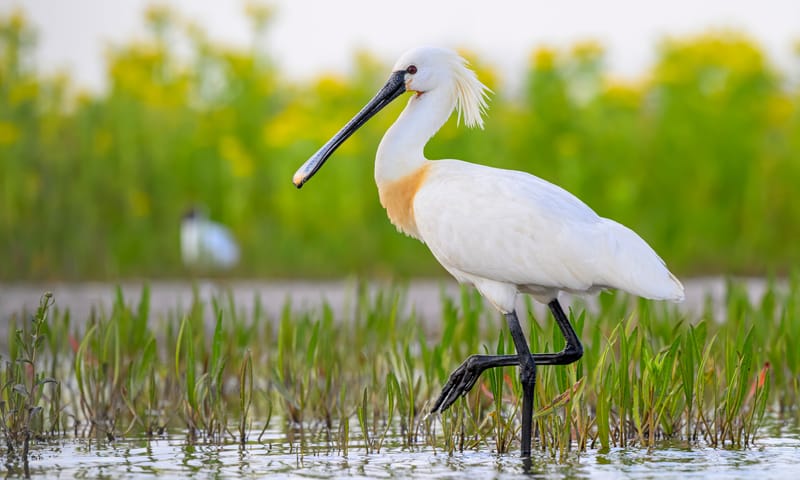 Natuur aanwinsten