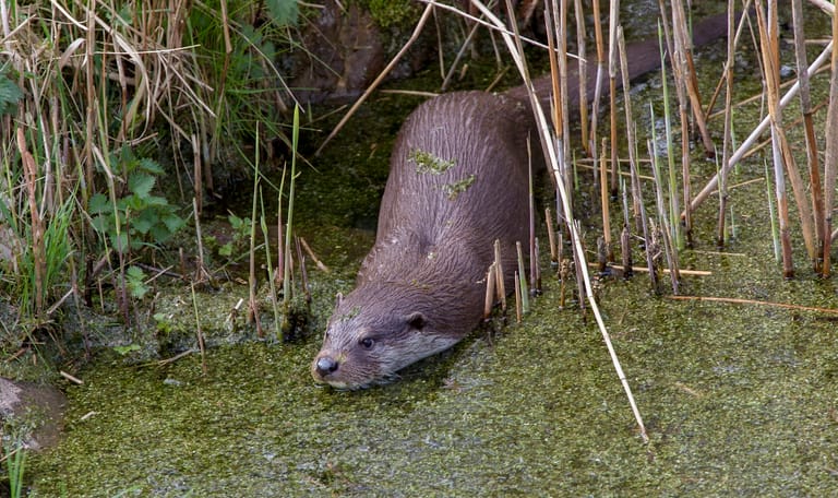 Otter Otter