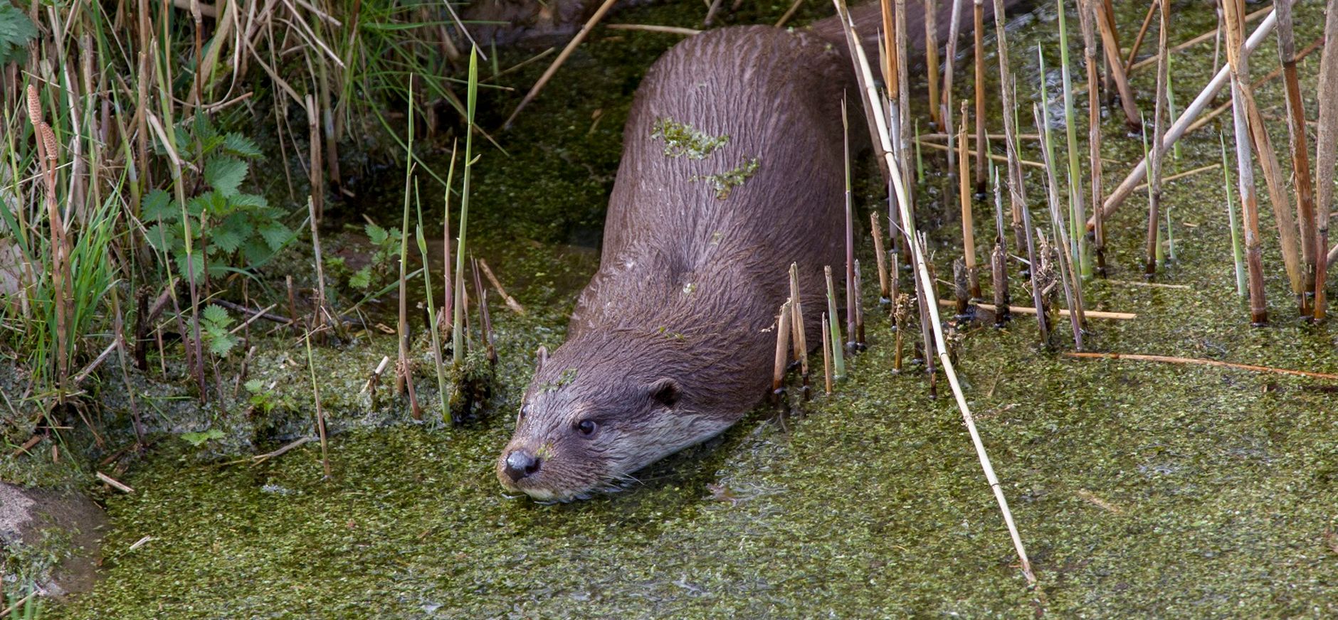 Otter
