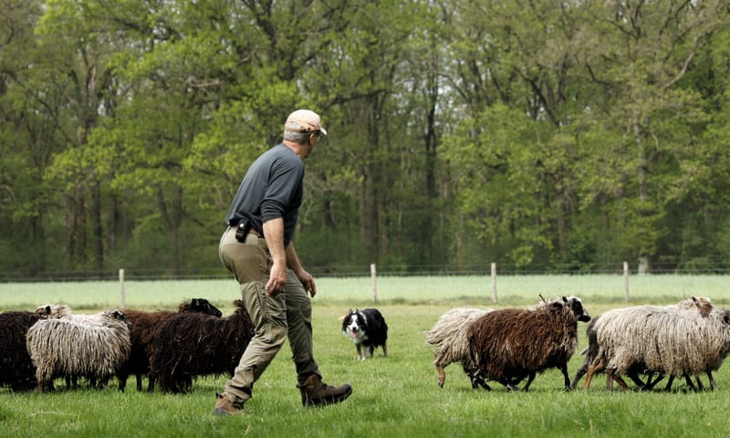 Honden drijven de schapen bijeen