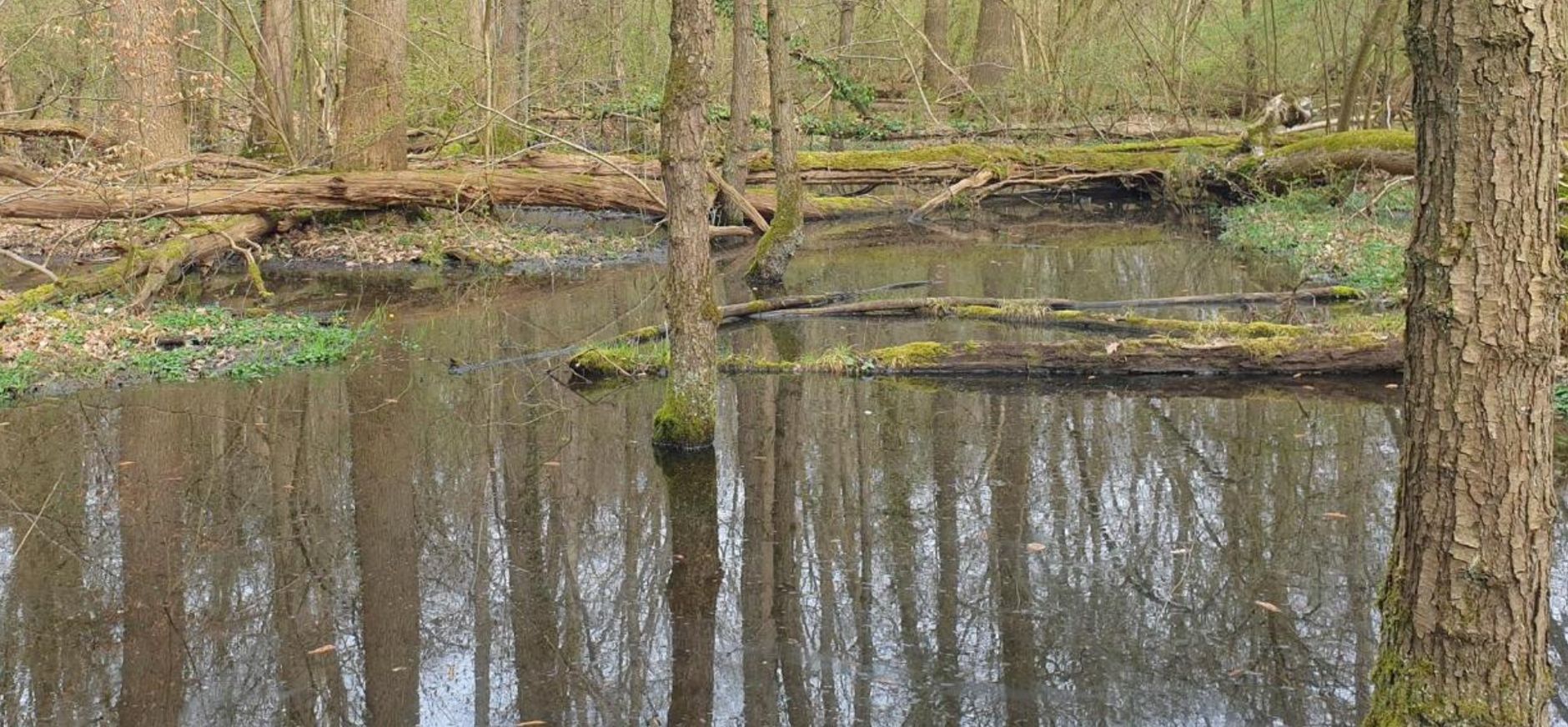 Snoeyinksbeek
