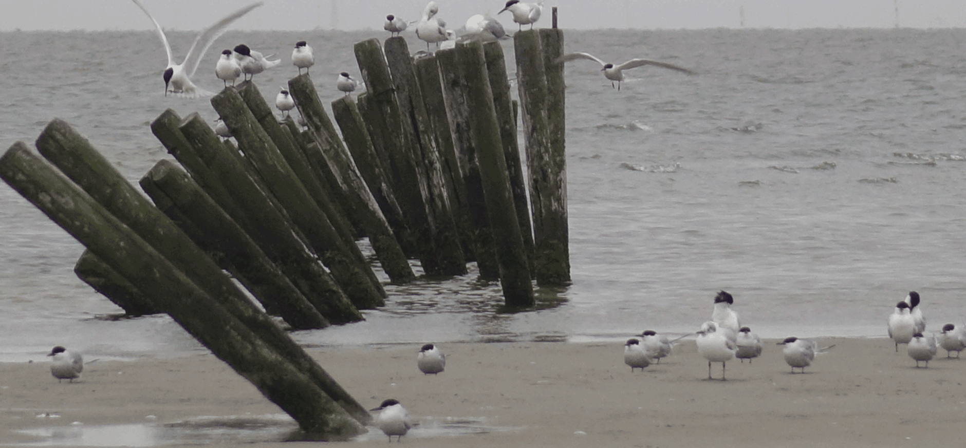 Sterns op palen bij Griend Sterns op palen bij Griend